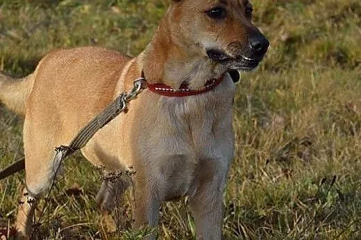 Ruda i jej niegasnąca radość i miłość do człowieka
