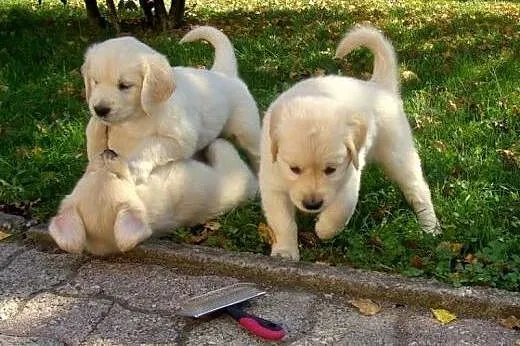 Golden Retriever Puppies - wysoka jakość - na sprz