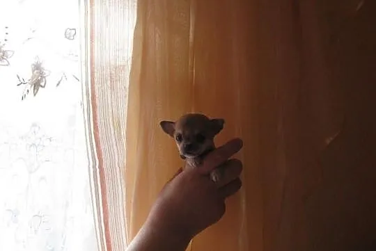 Chihuahua prześliczny super mini kieszonkowy maluc, Warszawa