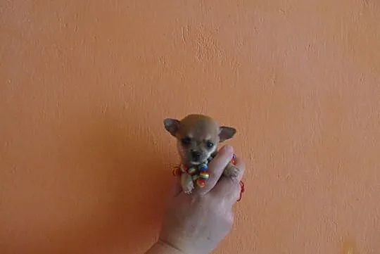 Chihuahua prześliczny super mini kieszonkowy maluc, Warszawa