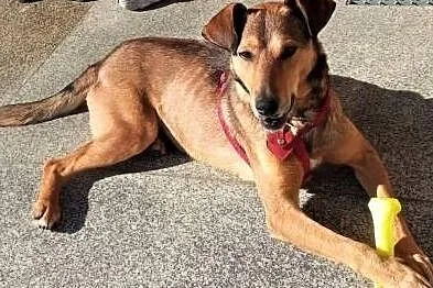 LINDO - po kilku dniach w nowym domu wraca z adopcji z powodu alergii domownika, Pomorskie, Gdańsk