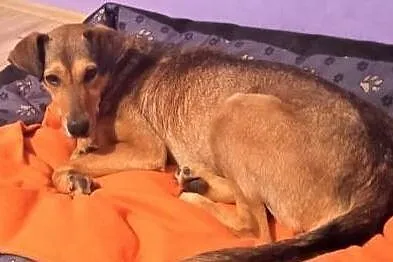 LINDO - po kilku dniach w nowym domu wraca z adopcji z powodu alergii domownika, Pomorskie, Gdańsk
