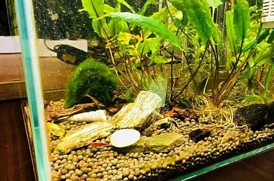 Akwarium Aquael , krewetkarium kostka