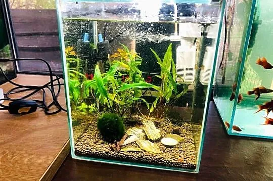 Akwarium Aquael , krewetkarium kostka, Łódzkie, Justynów