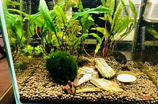 Akwarium Aquael , krewetkarium kostka, Łódzkie, Justynów
