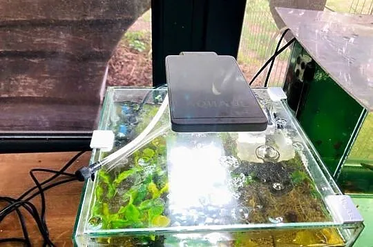 Akwarium Aquael , krewetkarium kostka, Łódzkie, Justynów