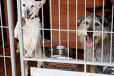 Reks i Tobi do adopcji, po zmarłej właścicielce.,  Kundelki cała Polska