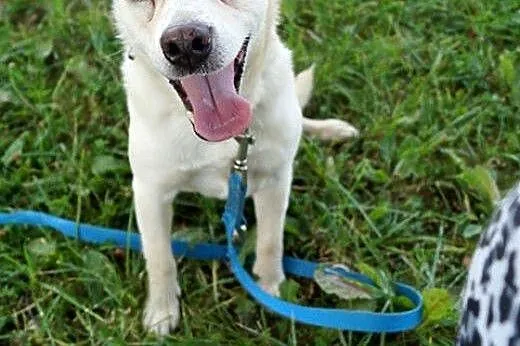 Reks i Tobi do adopcji, po zmarłej właścicielce., 