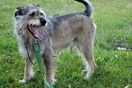 Reks i Tobi do adopcji, po zmarłej właścicielce., 