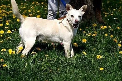 Reks i Tobi do adopcji, po zmarłej właścicielce., 