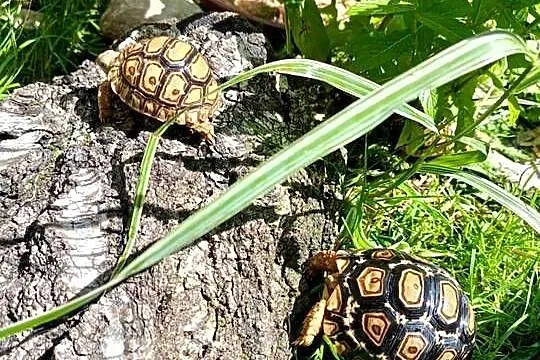 żółw lądowy, żółw lamparci ,żółwie