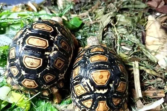 żółw lądowy, żółw lamparci ,żółwie, Podlaskie, Białystok