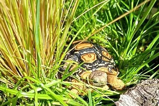 żółw lądowy, żółw lamparci ,żółwie, Podlaskie, Białystok