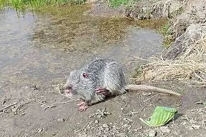 Nutria, Zachodniopomorskie, Barlinek