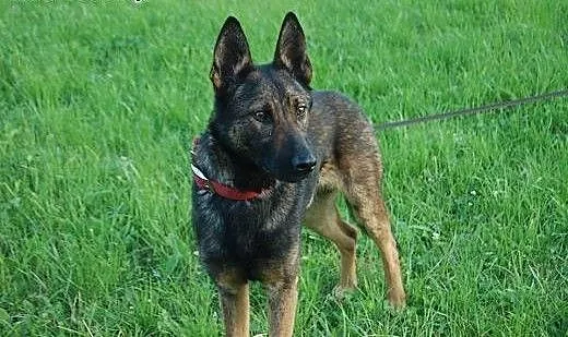 Hator owcz. belgijski roczny szuka domu, łódzkie