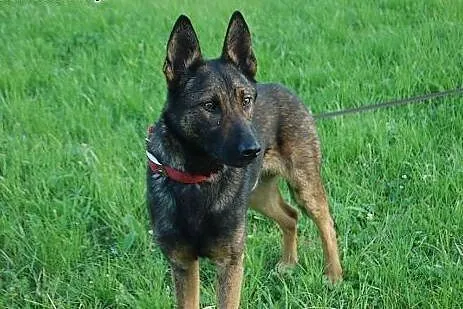 Hator owcz. belgijski roczny szuka domu,  łódzkie 