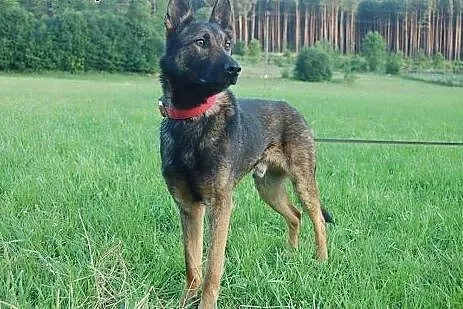 Hator owcz. belgijski roczny szuka domu,  łódzkie 