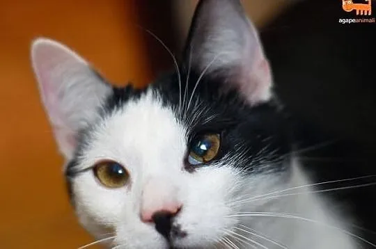 Wyjątkowy Eklerek szuka domu! Agapeanimali