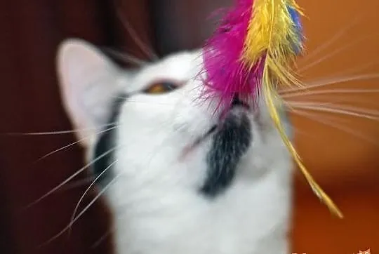 Wyjątkowy Eklerek szuka domu! Agapeanimali