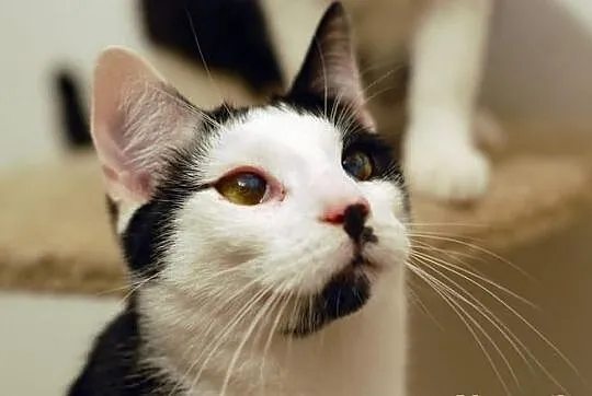 Wyjątkowy Eklerek szuka domu! Agapeanimali