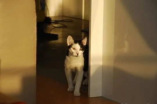 Wyjątkowy Eklerek szuka domu! Agapeanimali