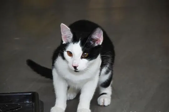 Wyjątkowy Eklerek szuka domu! Agapeanimali