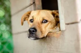 Roczny Rydzyk, niekonfliktowa psina do adopcji! Te smutne oczy szukają domu na zawsze... Wesoły, kochany, radosny psiak adopcja