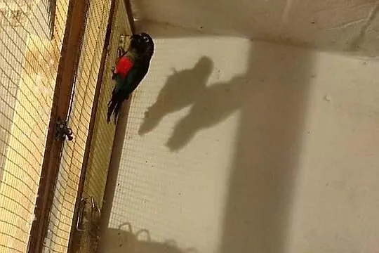 2 samce Rudosterki, Śląskie, Kochcice