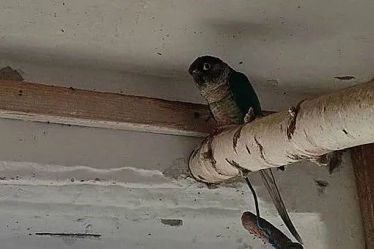 2 samce Rudosterki, Śląskie, Kochcice