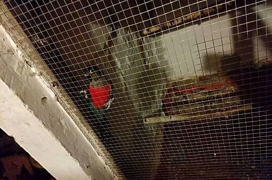 2 samce Rudosterki, Śląskie, Kochcice