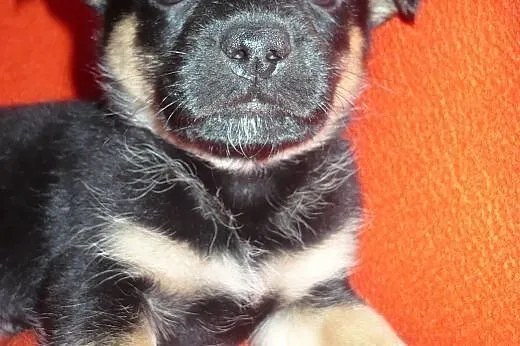HIT!!! 2 mies. Malutki SIMBA do wzięcia!!!,  mazow