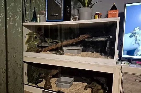 Terrarium, Świętokrzyskie, Starachowice