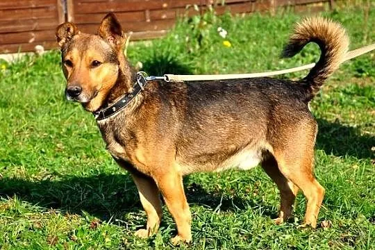 Ogryzek - super psiak wypatruje domu :)