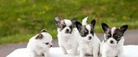 Przepiękne Chihuahua szczenięta gotowe do sprzedaży w nowych domach