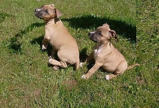 Mocne szczeniaki Amstaff American Staffordshire Te