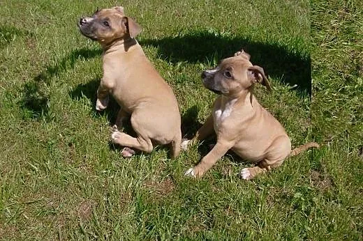 Mocne szczeniaki Amstaff American Staffordshire Te