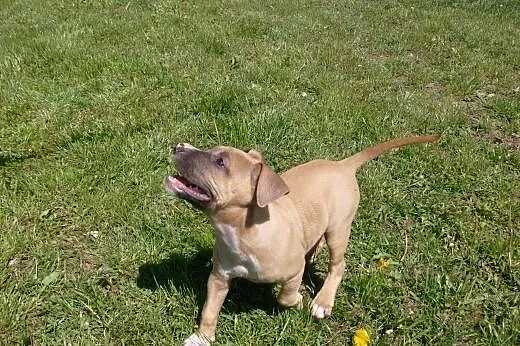 Mocne szczeniaki Amstaff American Staffordshire Te