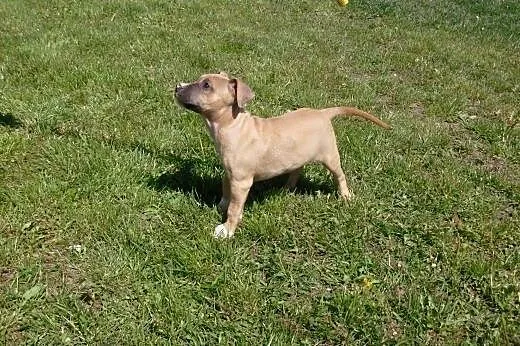 Mocne szczeniaki Amstaff American Staffordshire Te