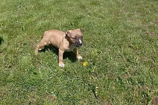 Mocne szczeniaki Amstaff American Staffordshire Te