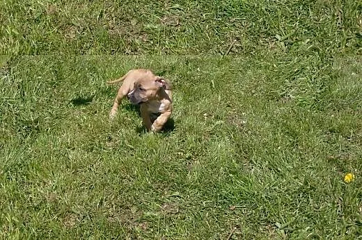 Mocne szczeniaki Amstaff American Staffordshire Te