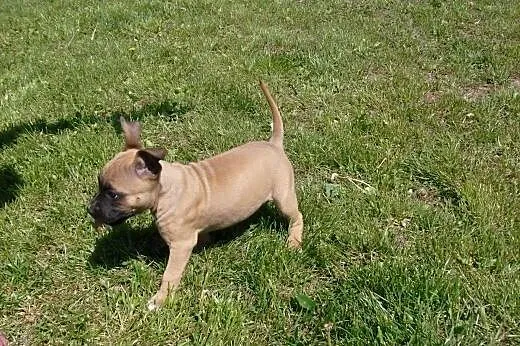 Mocne szczeniaki Amstaff American Staffordshire Te