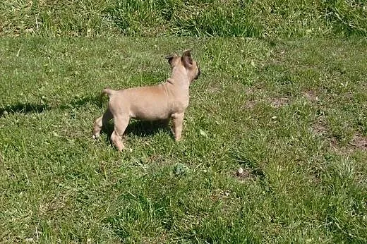Mocne szczeniaki Amstaff American Staffordshire Te