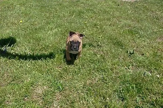 Mocne szczeniaki Amstaff American Staffordshire Te