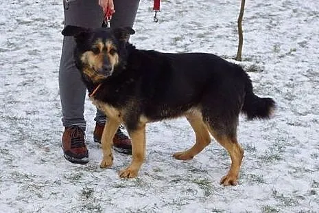 Posłuszny, spokojny Prezes do adopcji,  Kundelki cała Polska