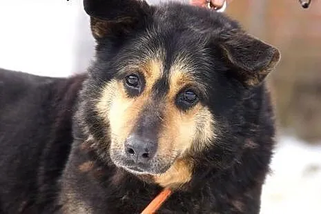 Posłuszny, spokojny Prezes do adopcji,  Kundelki c