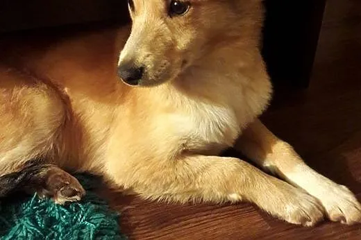 Sara, 6 miesięczny RUDY LISEK, cudna domowa, nieko