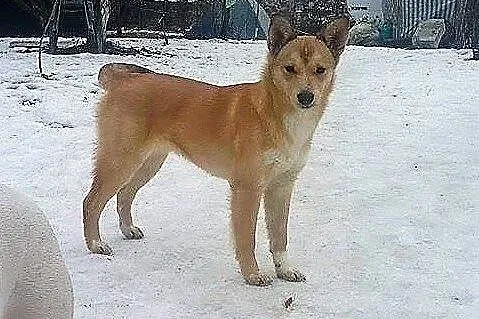 Sara, 6 miesięczny RUDY LISEK, cudna domowa, nieko