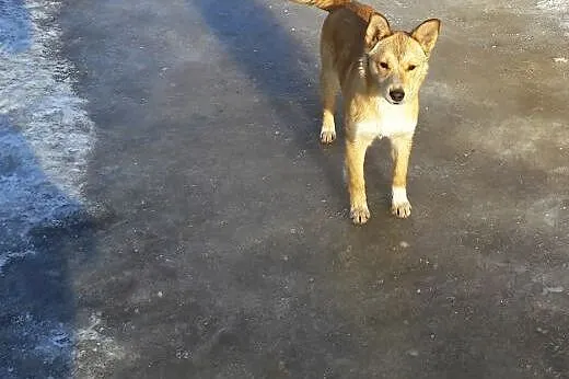 Sara, 6 miesięczny RUDY LISEK, cudna domowa, nieko