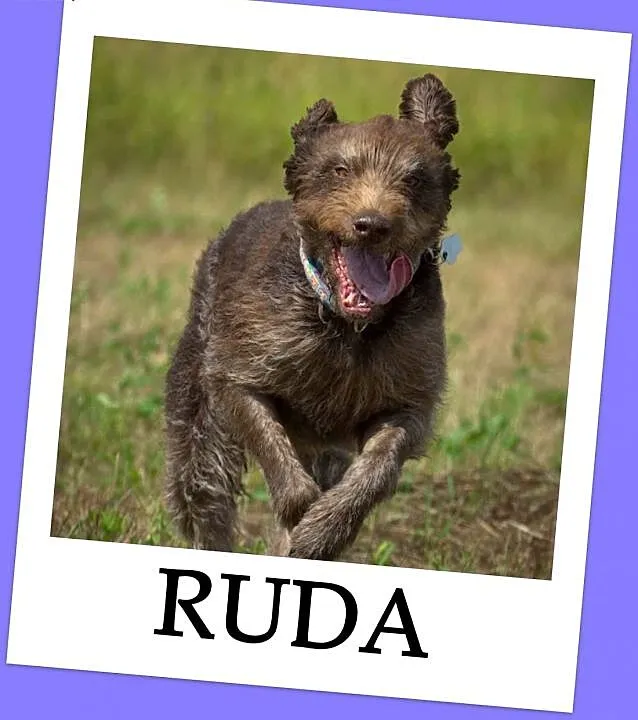RUDA,cudowna wyżlica,przyjazna,łagodna, z domu tymcz.PILNA ADOPCJA!, dolnośląskie Wrocław,