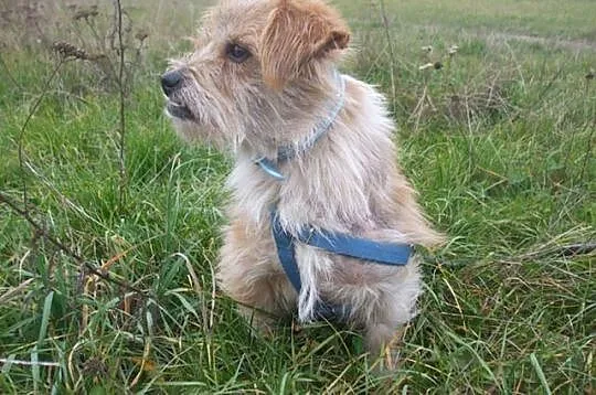 Mały, uroczy Kiełek - grzeczny psiak do adopcji
